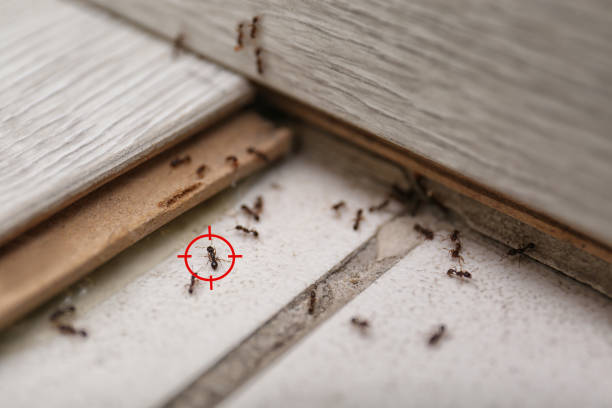 Best Pest Prevention Services  in Mulvane, KS
